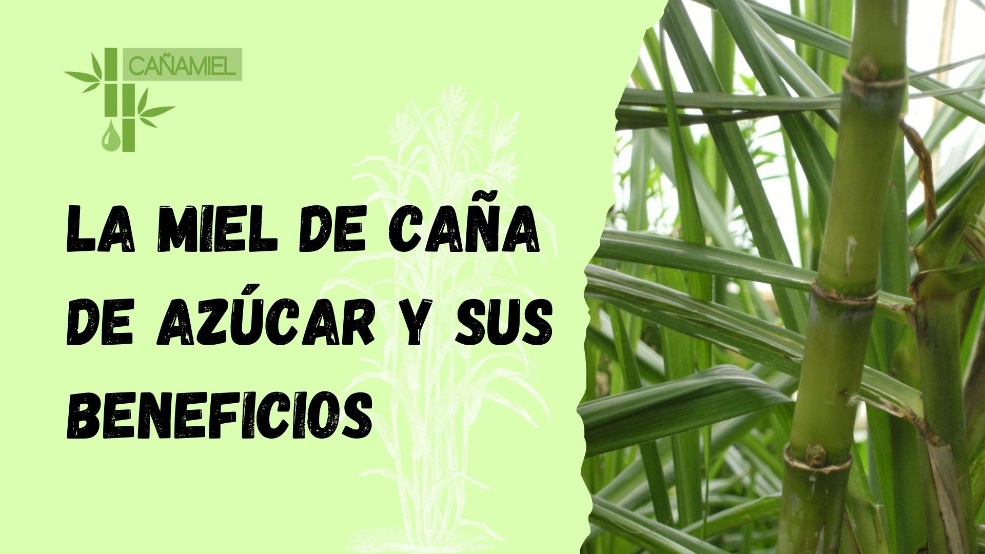 Miel de Caña y sus beneficios para la salud - Lo de Perez